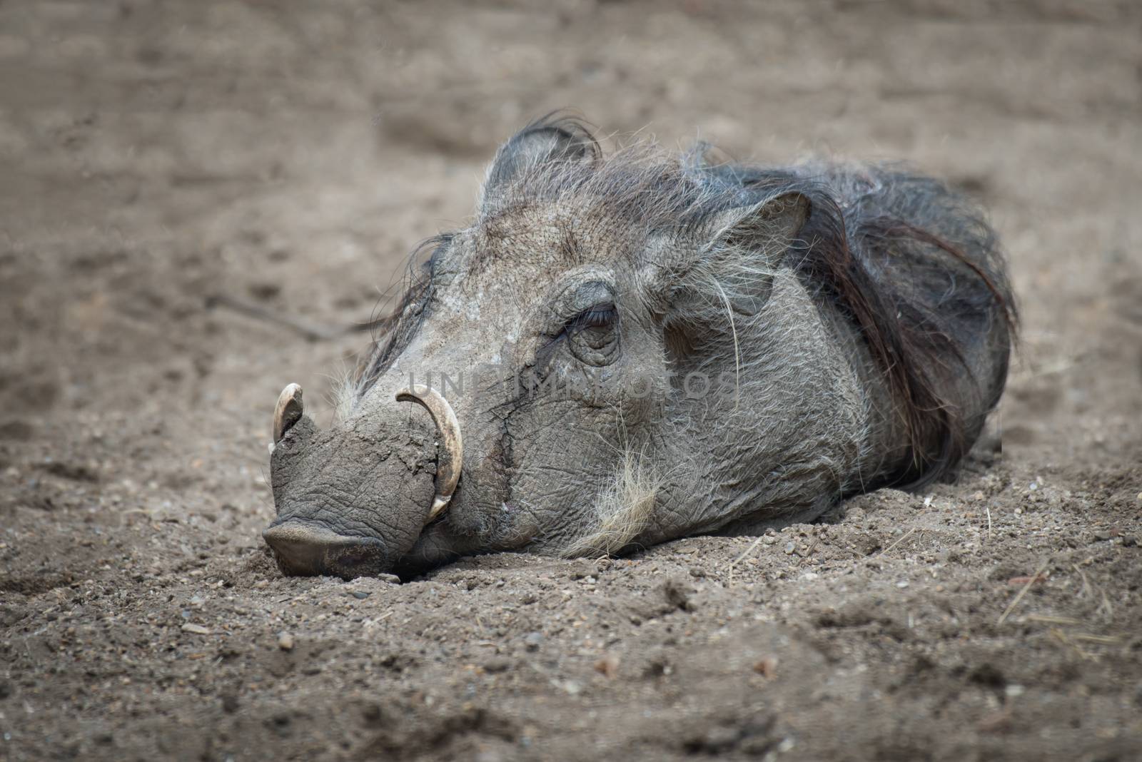 A wart hog lying on the ground asleep