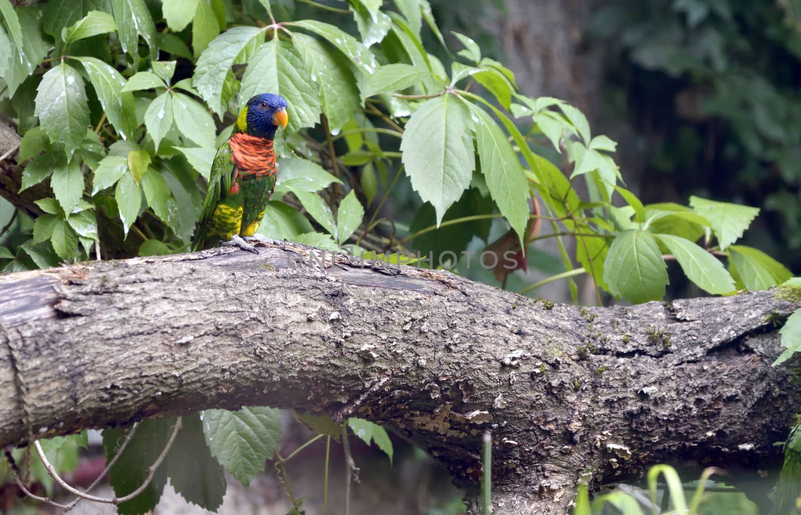 Amazon Parrot (Amazona aestiva) on tree brunch