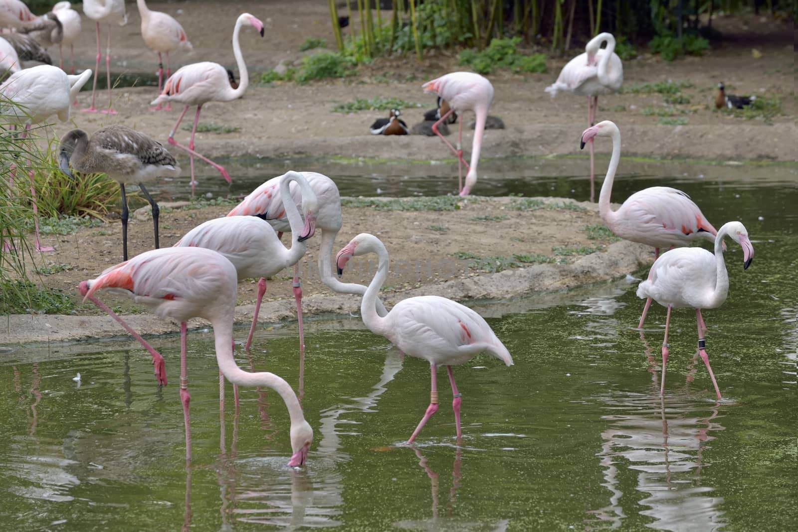 Pink Flamingos birds in lake