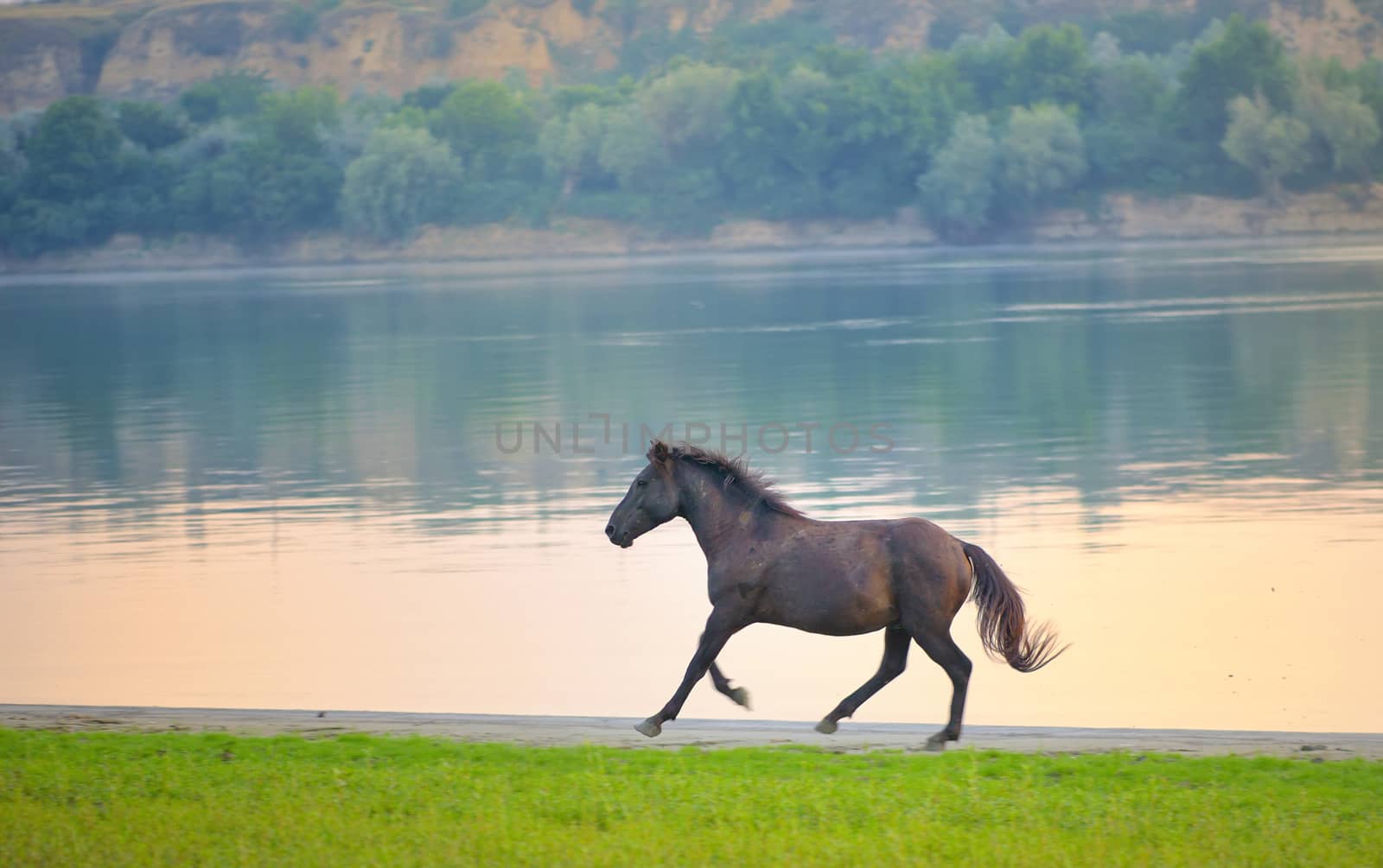 Wild horse running near Danube river