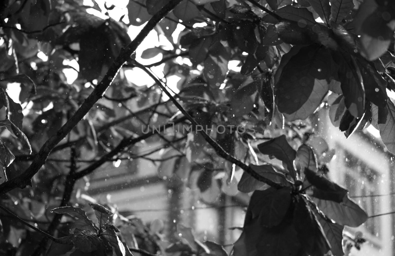 BLACK AND WHITE PHOTO OF CLOSE-UP OF RAINDROPS AND BLURRY LEAVES