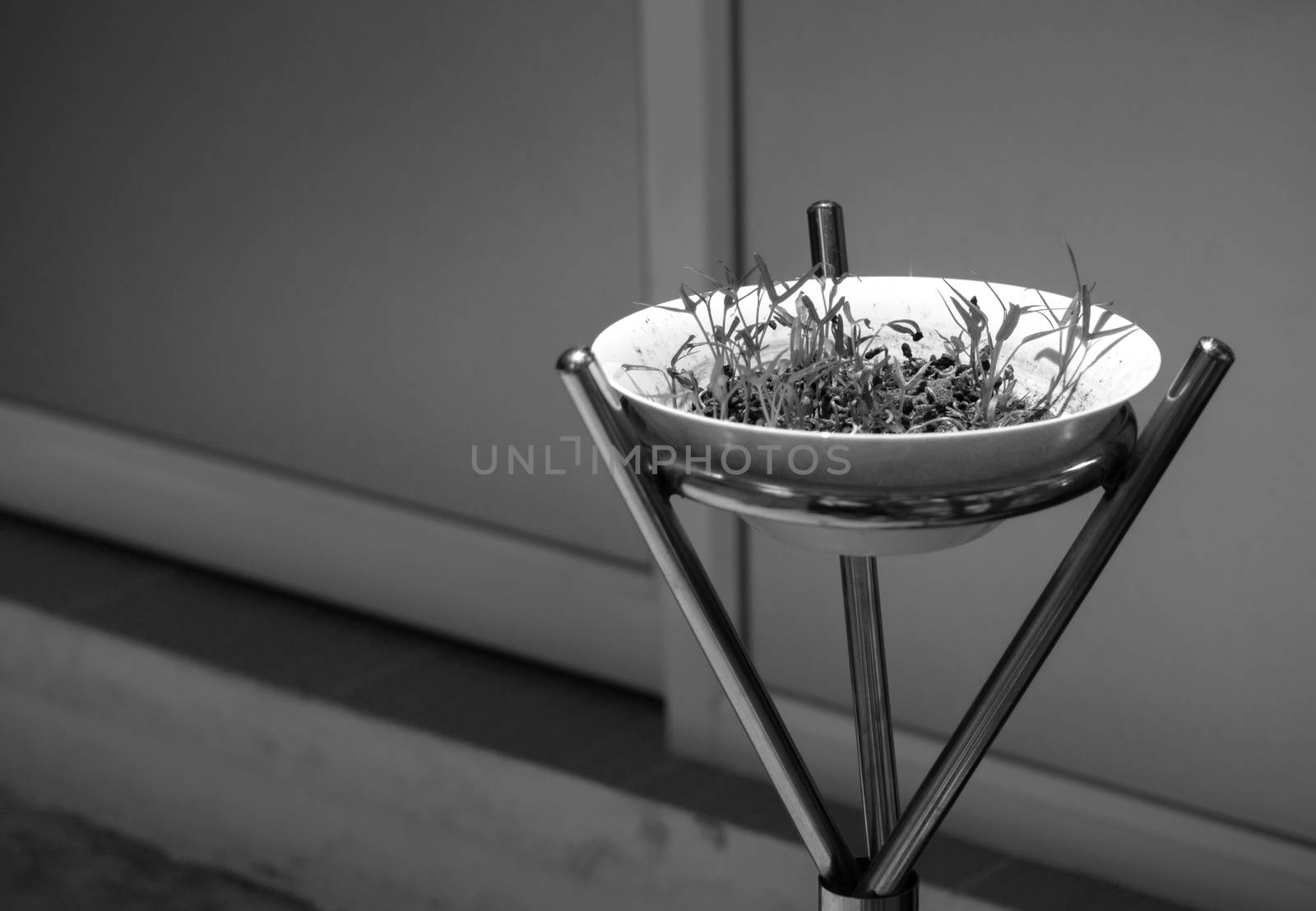 BLACK AND WHITE PHOTO OF FRESH WATERCRESS SPROUT GROWING IN WHITE BOWL