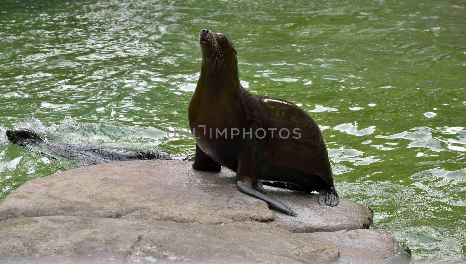 Sea lion sitting on rock