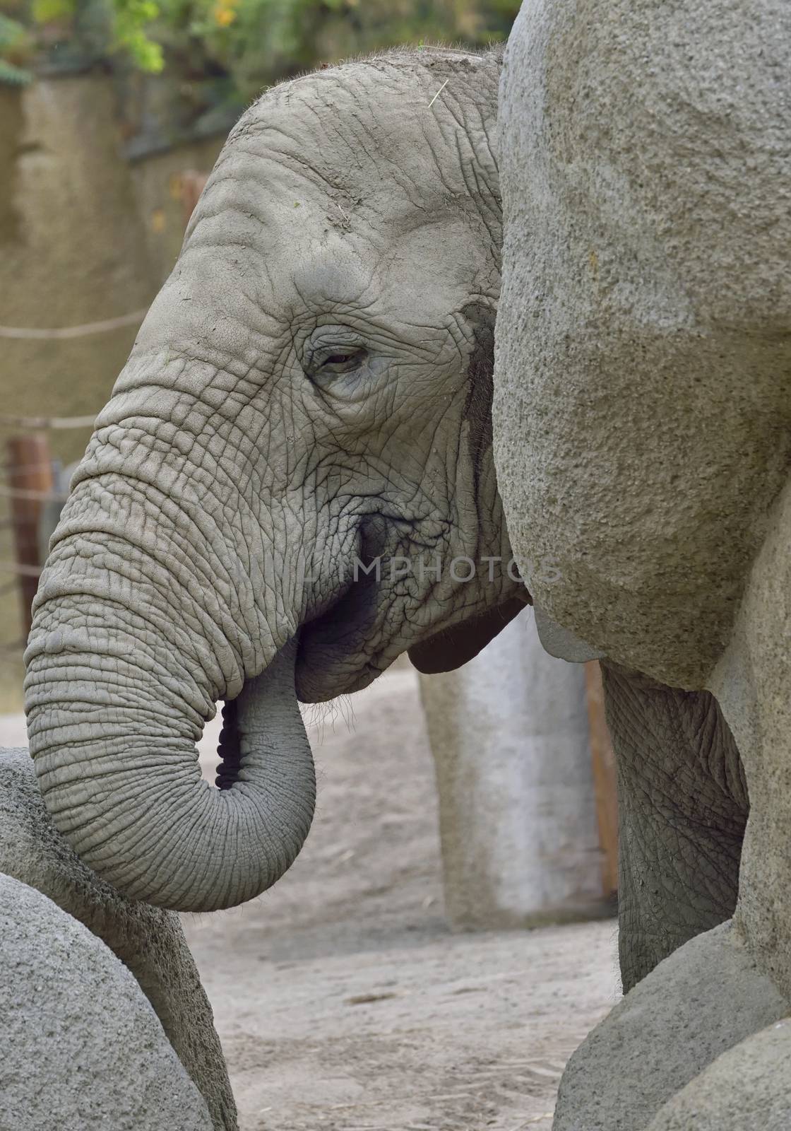 baby elephant at zoo by mady70