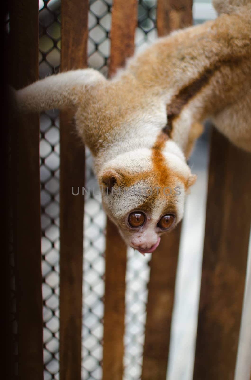 Lorises are nocturnal and locomotion is a slow and cautious climbing form of quadrupedalism.