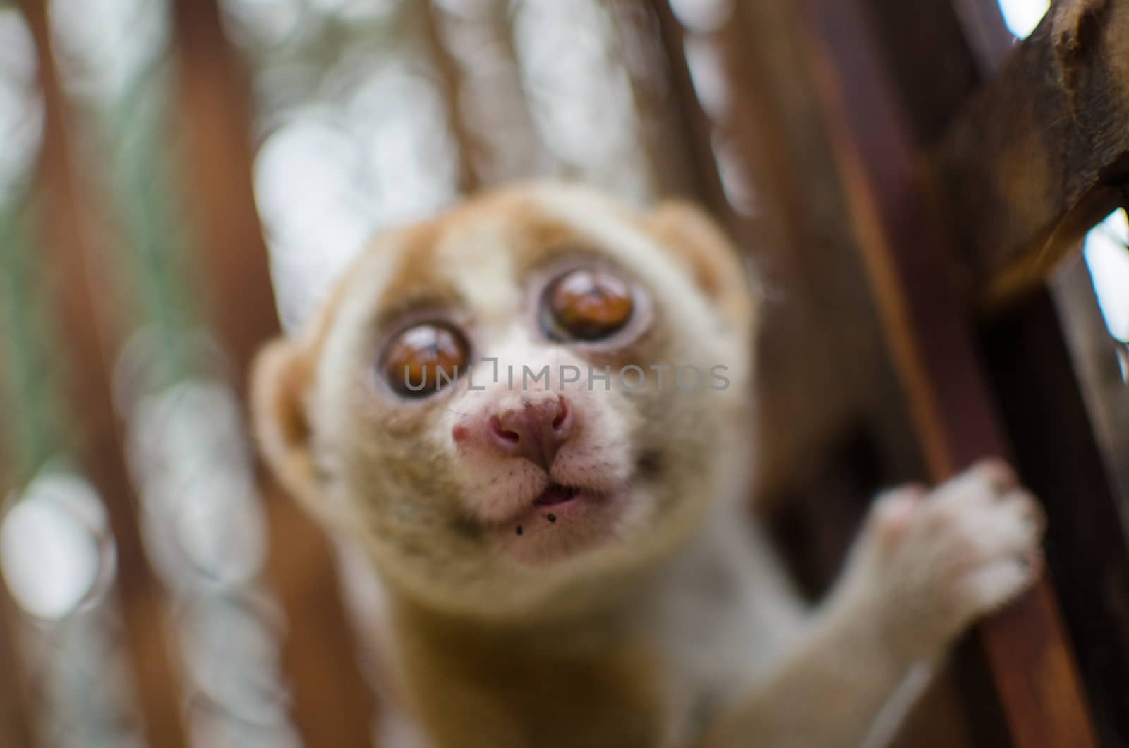 Lorises are nocturnal and locomotion is a slow and cautious climbing form of quadrupedalism.