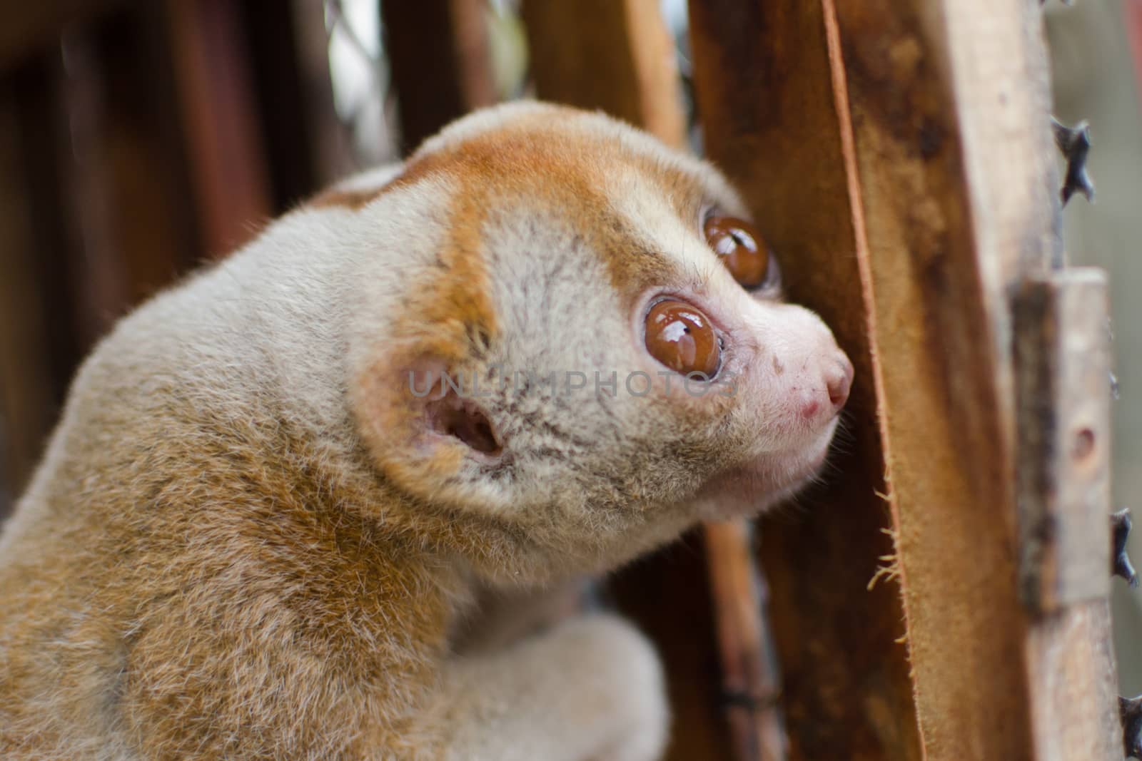 Lorises are nocturnal and locomotion is a slow and cautious climbing form of quadrupedalism.