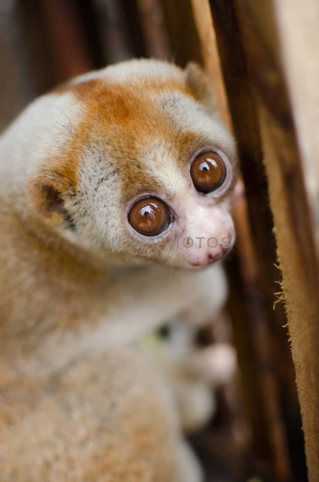 Lorises are nocturnal and locomotion is a slow and cautious climbing form of quadrupedalism.