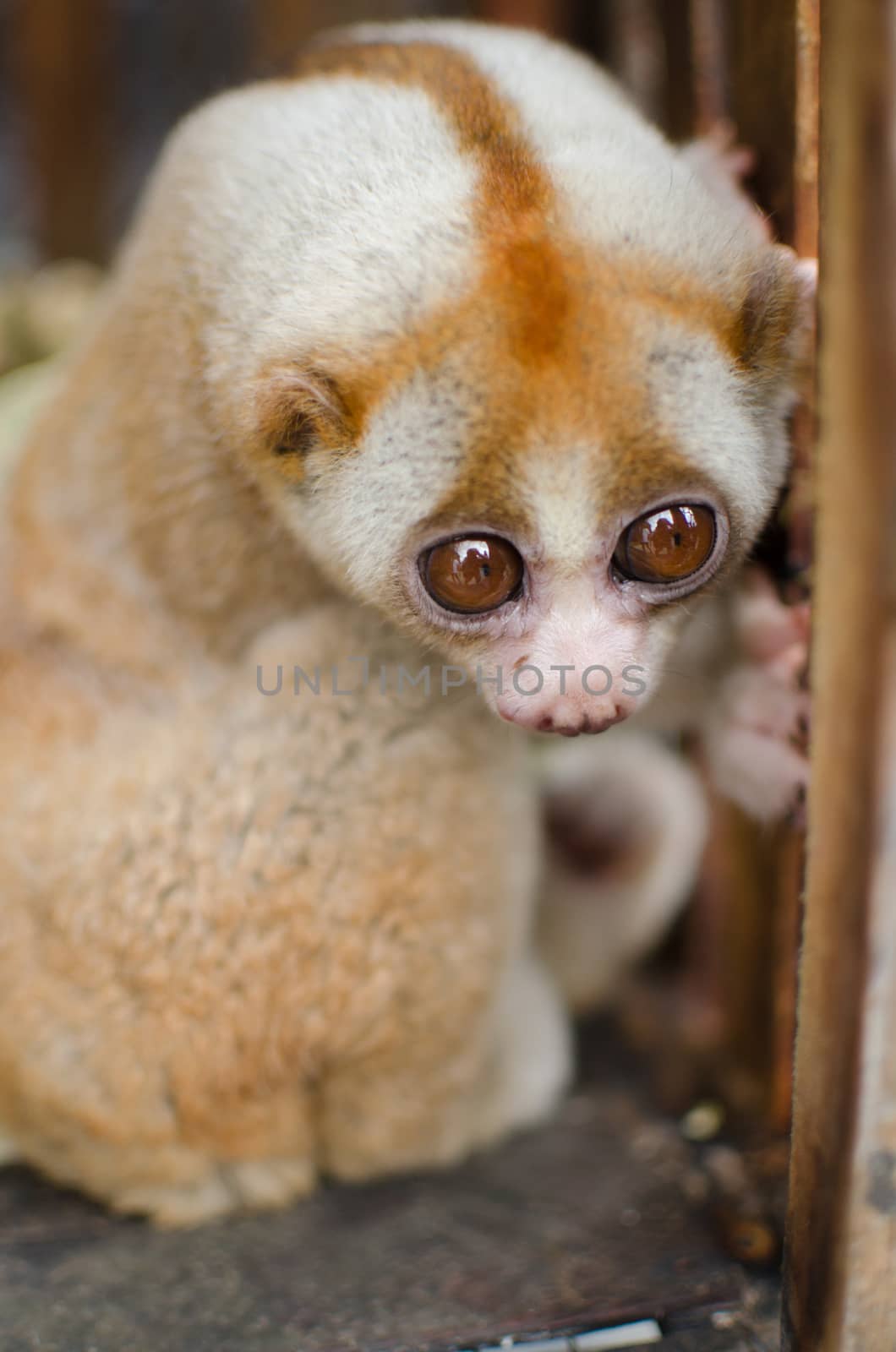 Lorises are nocturnal and locomotion is a slow and cautious climbing form of quadrupedalism.