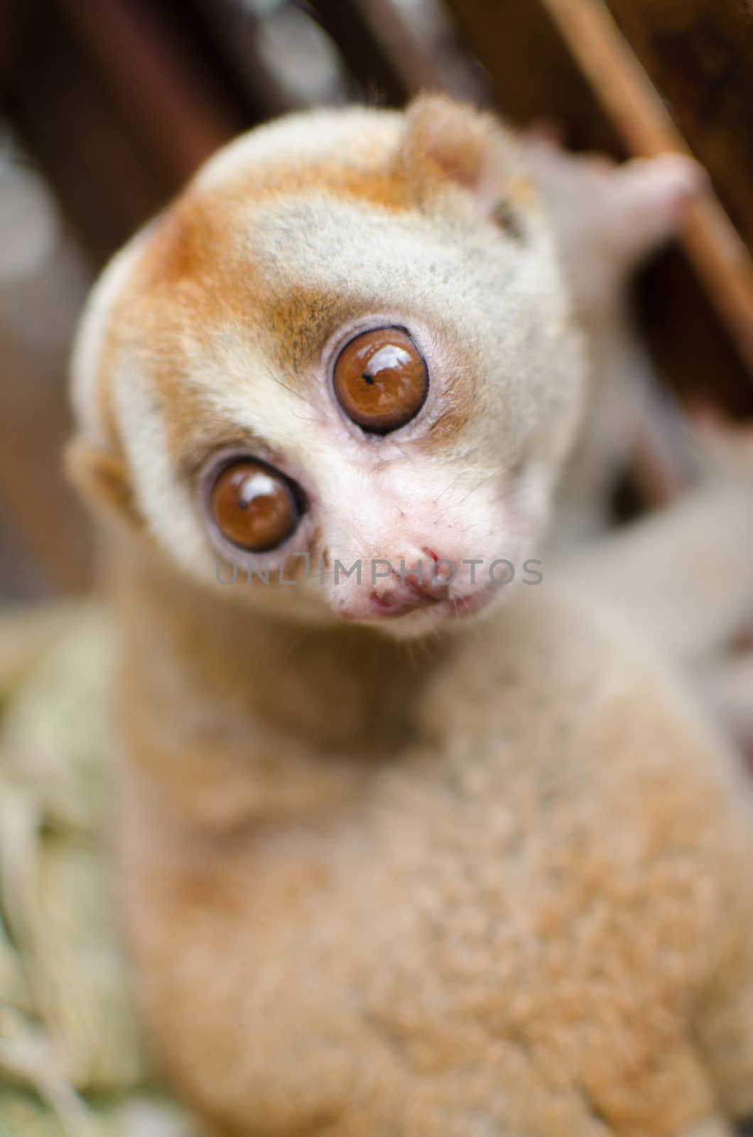 Lorises are nocturnal and locomotion is a slow and cautious climbing form of quadrupedalism.