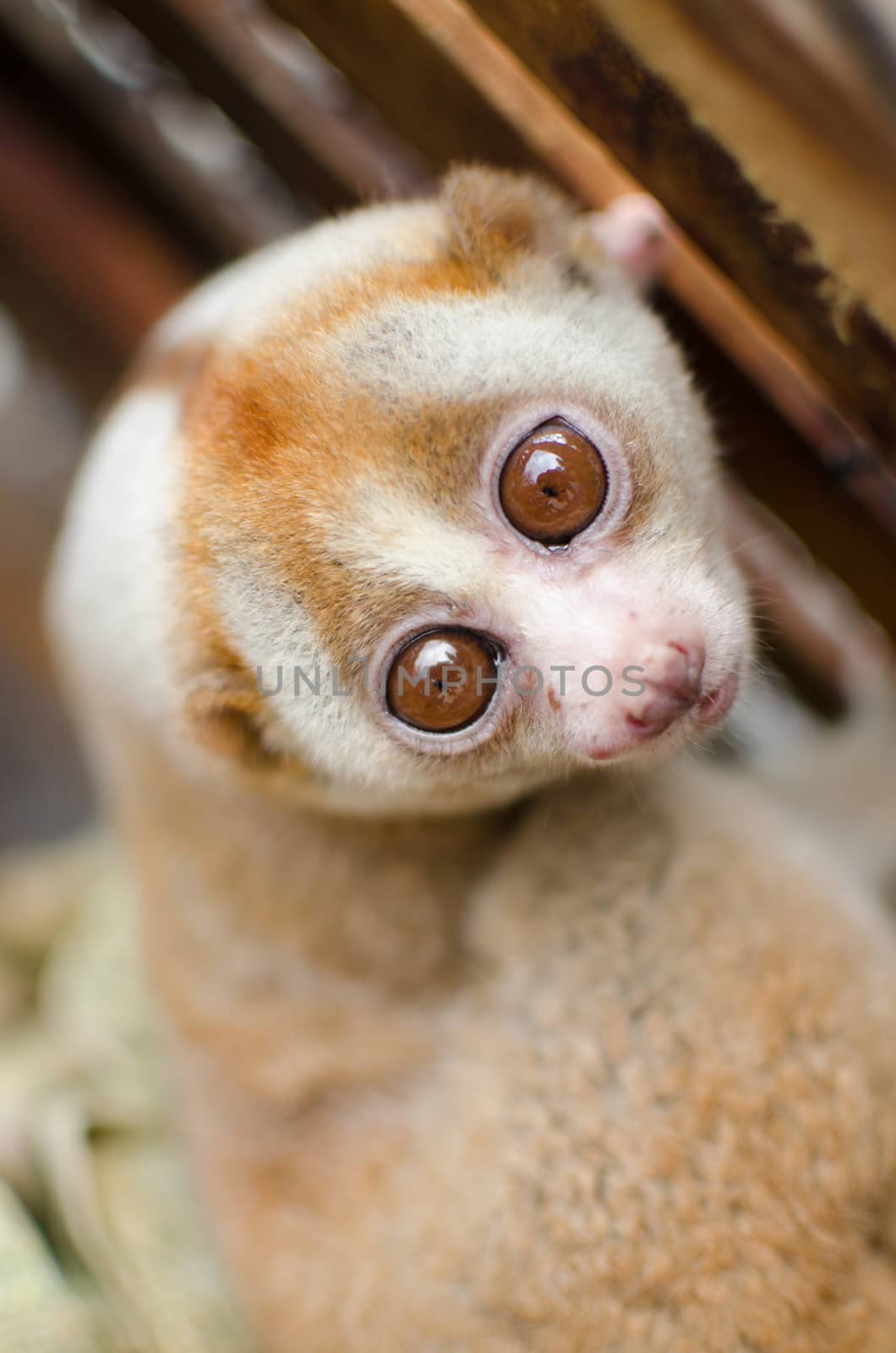 Lorises are nocturnal and locomotion is a slow and cautious climbing form of quadrupedalism.