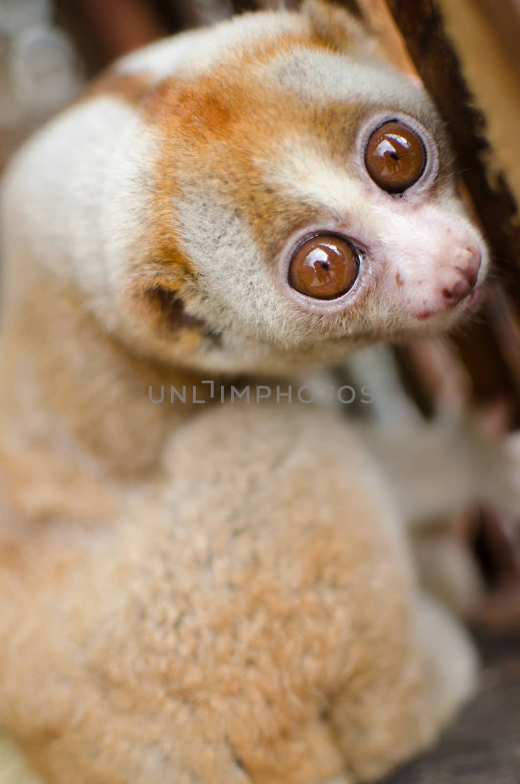 Lorises are nocturnal and locomotion is a slow and cautious climbing form of quadrupedalism.