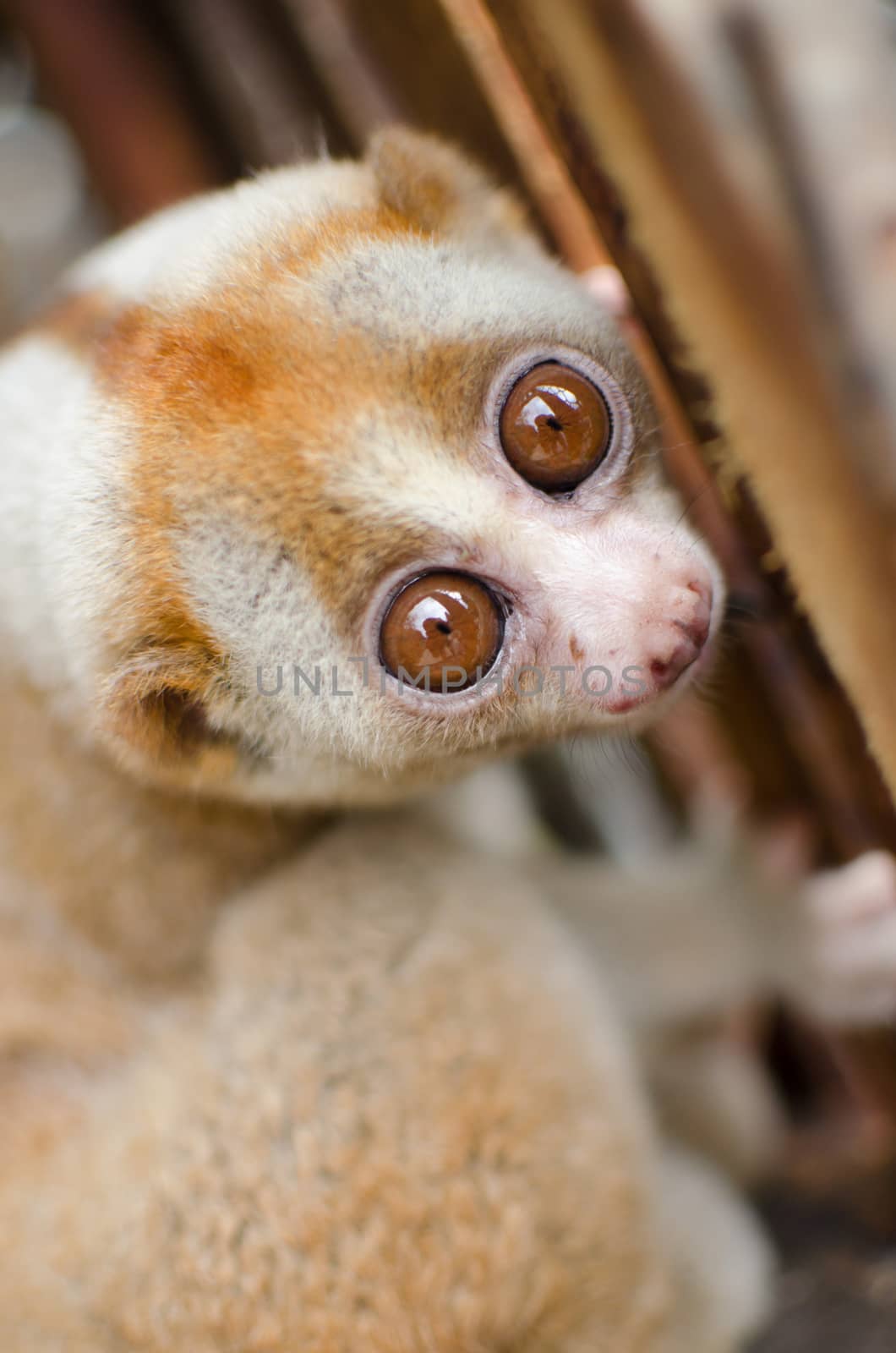 Lorises are nocturnal and locomotion is a slow and cautious climbing form of quadrupedalism.