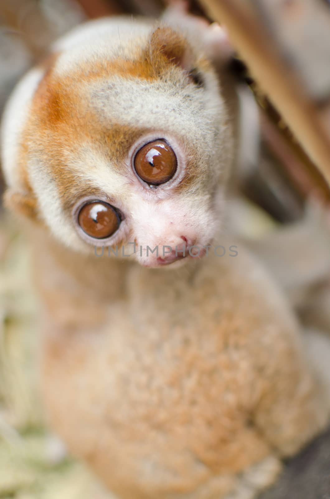 Lorises are nocturnal and locomotion is a slow and cautious climbing form of quadrupedalism.