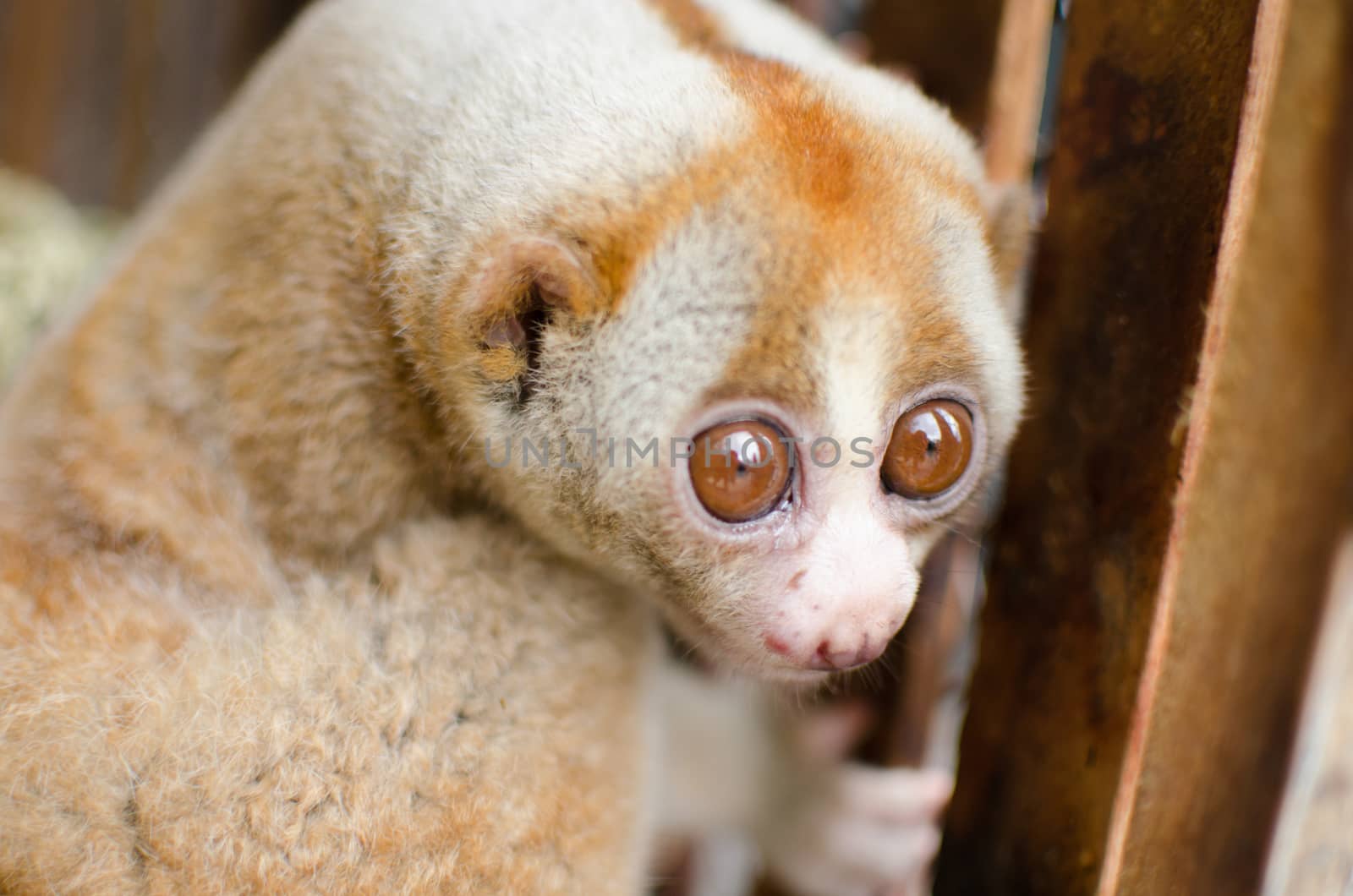 Lorises are nocturnal and locomotion is a slow and cautious climbing form of quadrupedalism.