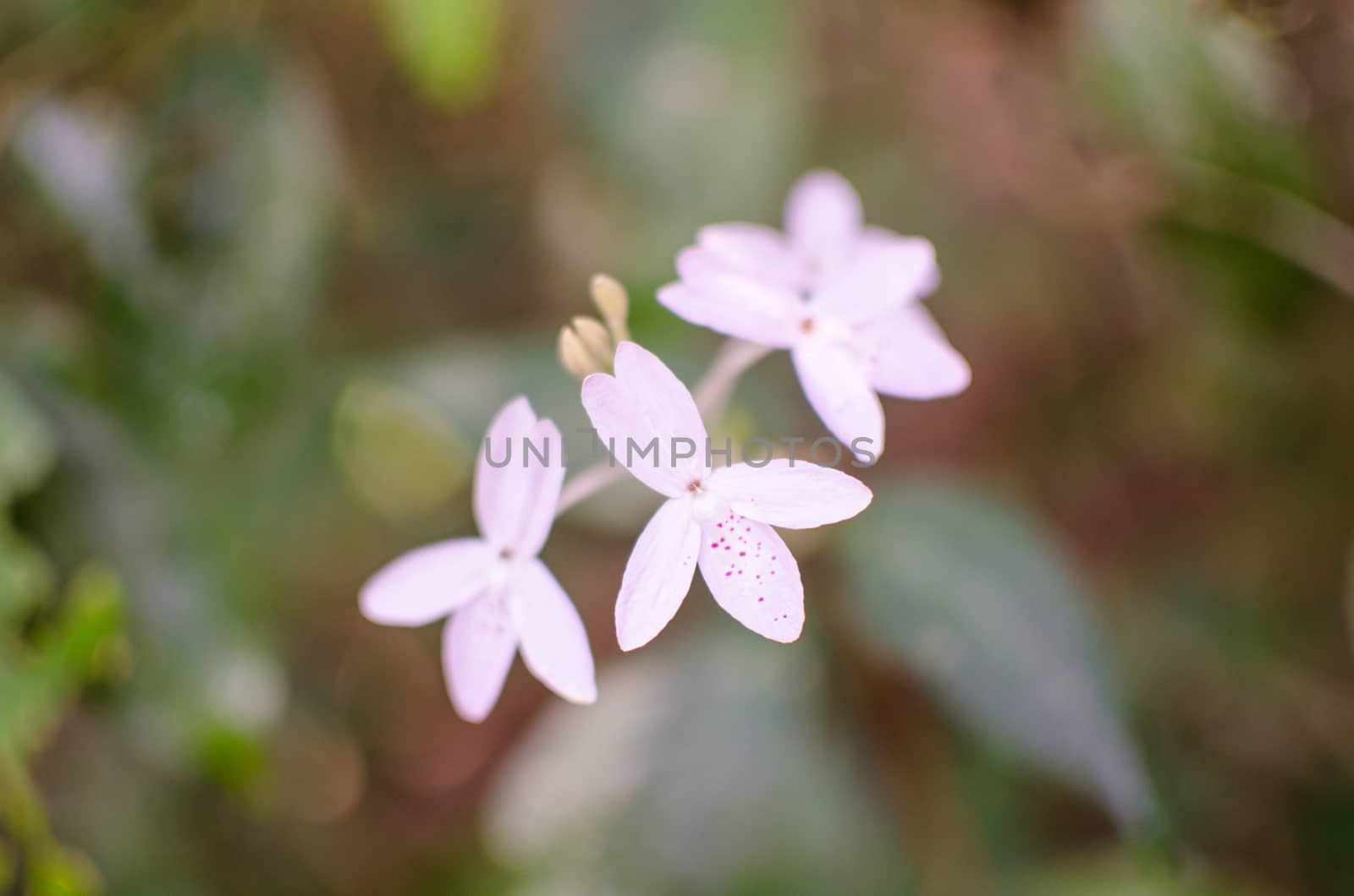 pink flower and blur background in the national prak