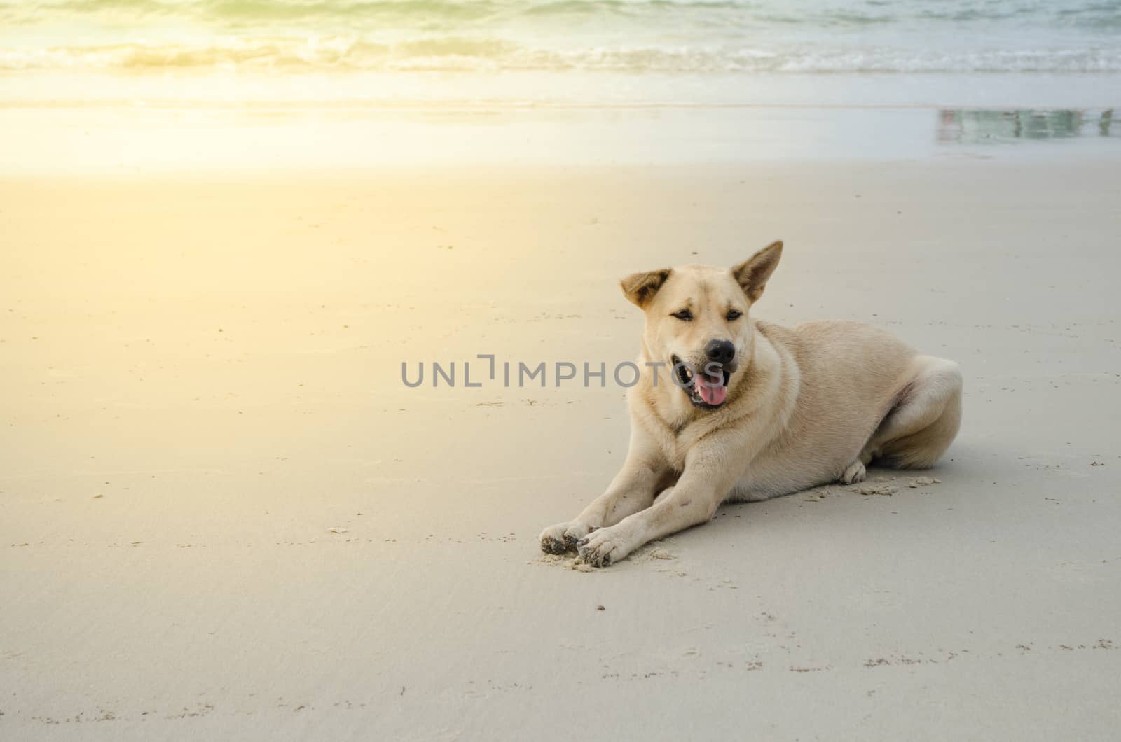 dog is sitting on the beach