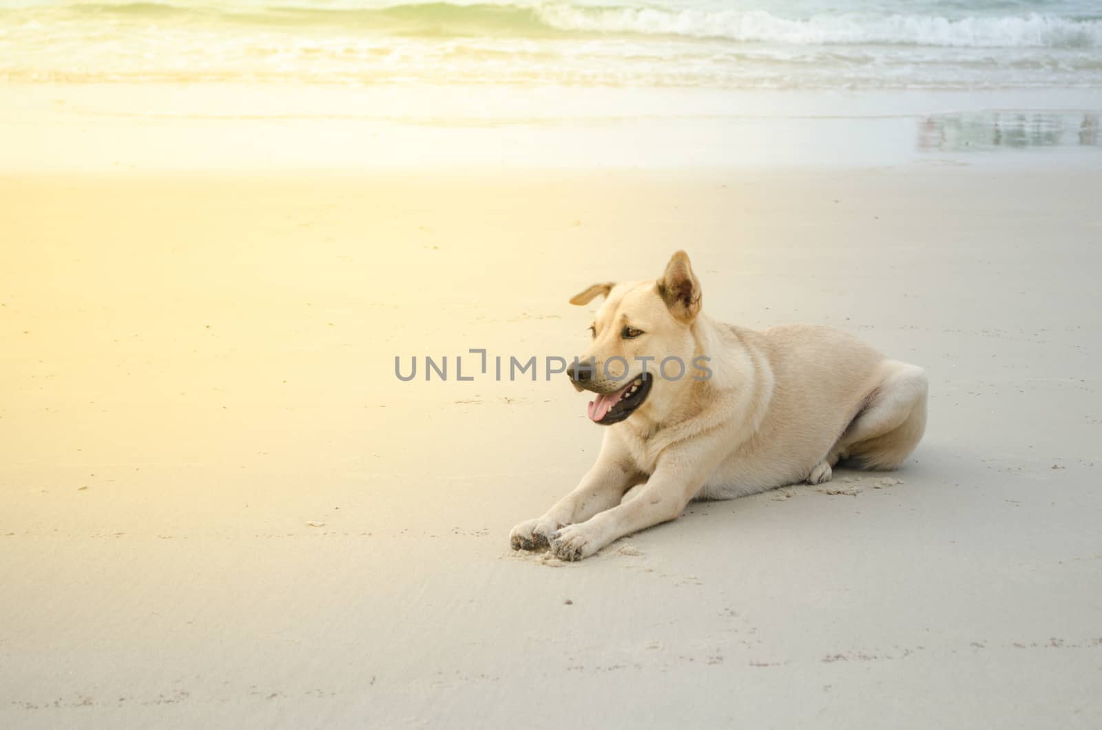 dog is sitting on the beach