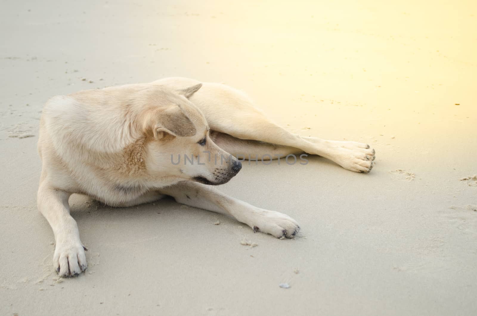 dog is sitting on the beach