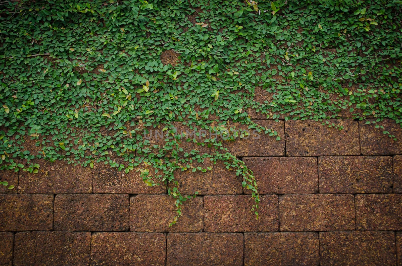 Green wall, eco friendly vertical garden for background and have space for text