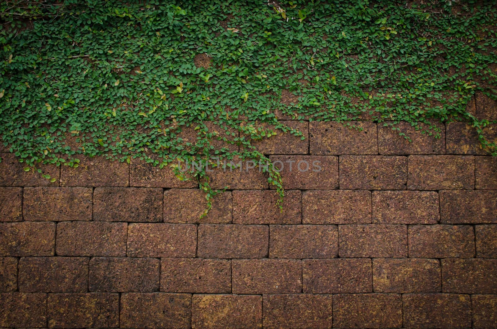 Green wall, eco friendly vertical garden for background and have space for text