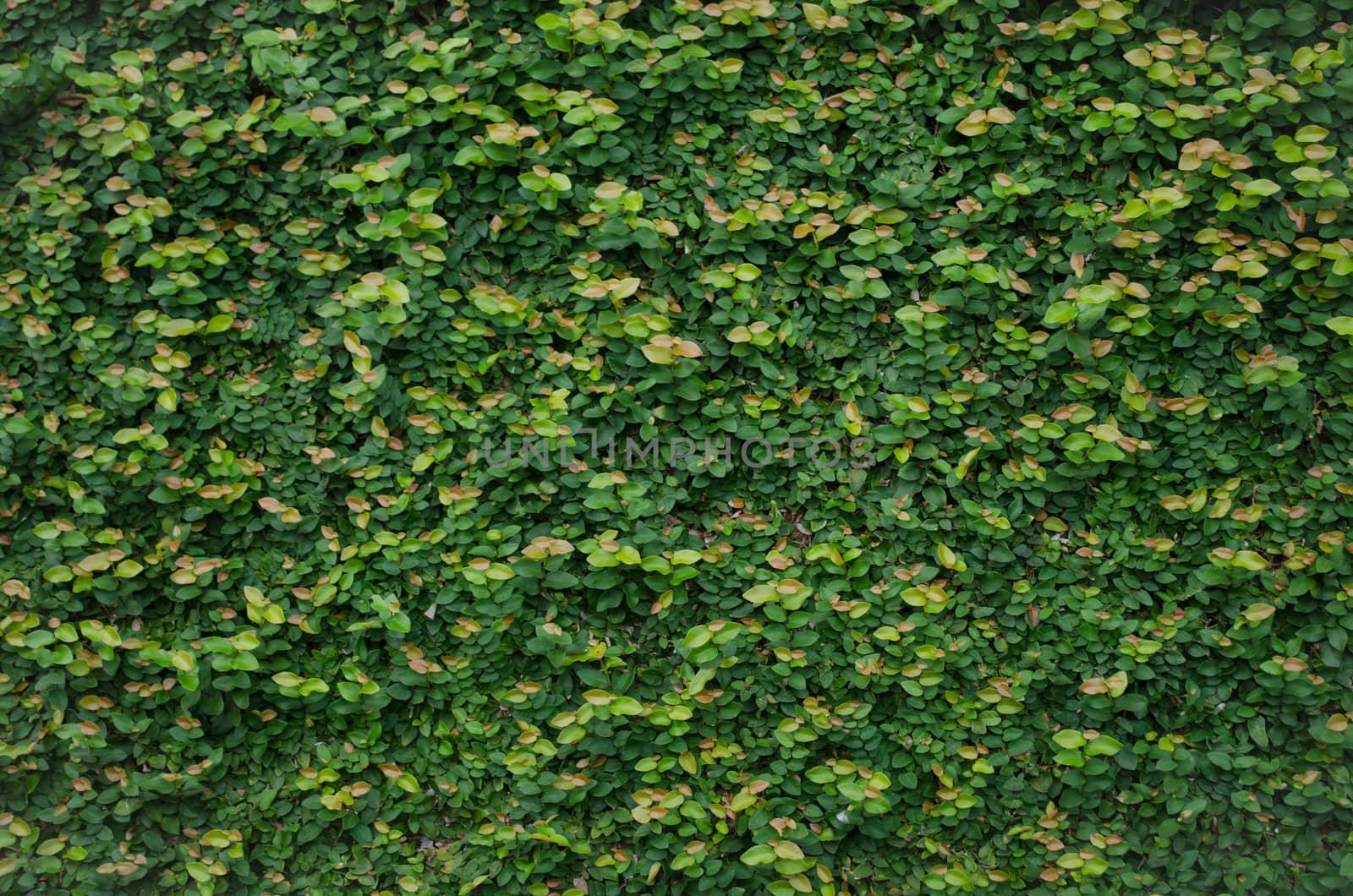 Green wall, eco friendly vertical garden for background and have space for text