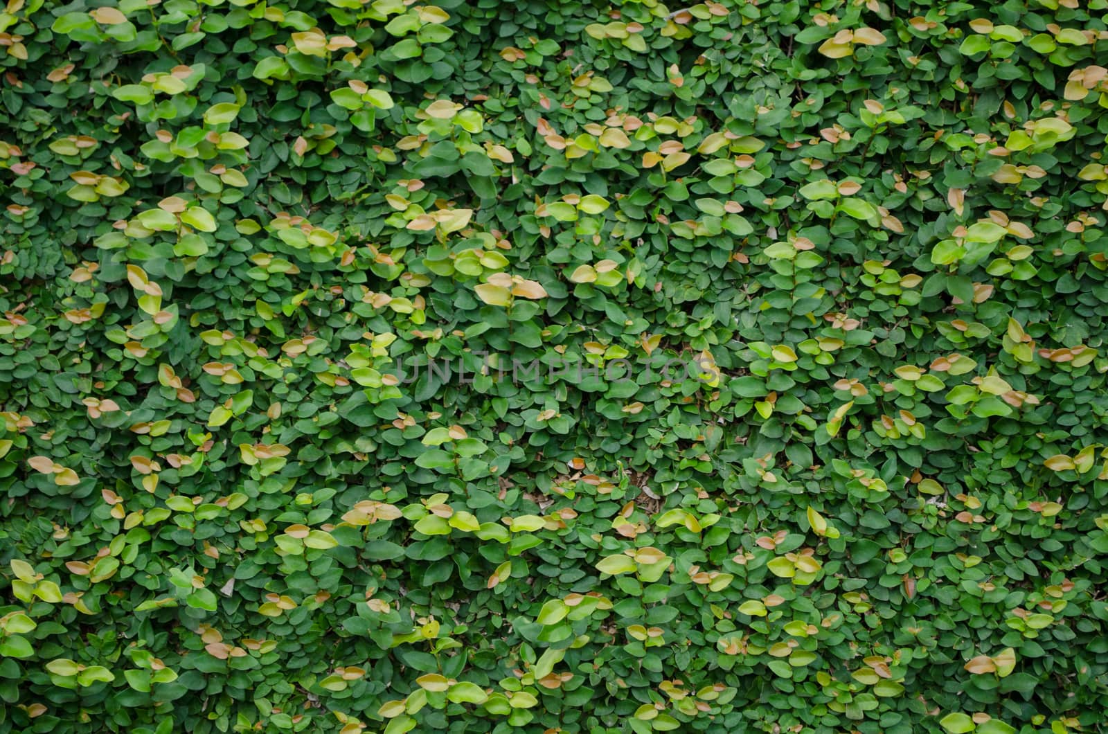 Green wall, eco friendly vertical garden for background and have space for text