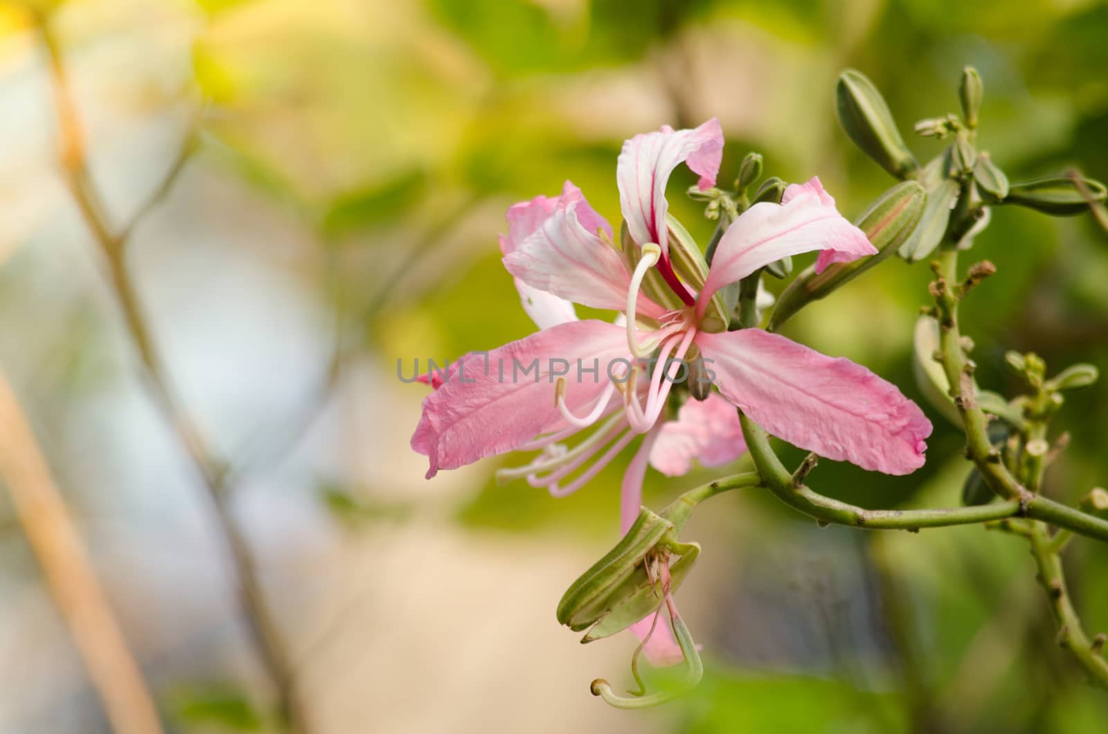 Purple orchid tree is closely related to peacock flower  and  most beautiful, the royal poinciana