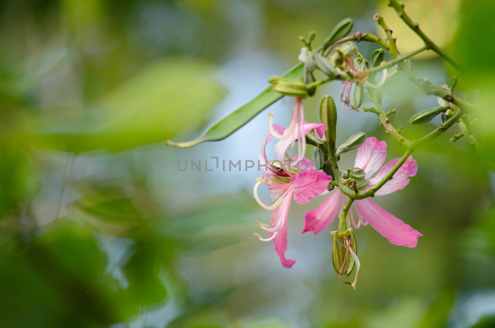 Purple orchid tree is closely related to peacock flower  and  most beautiful, the royal poinciana