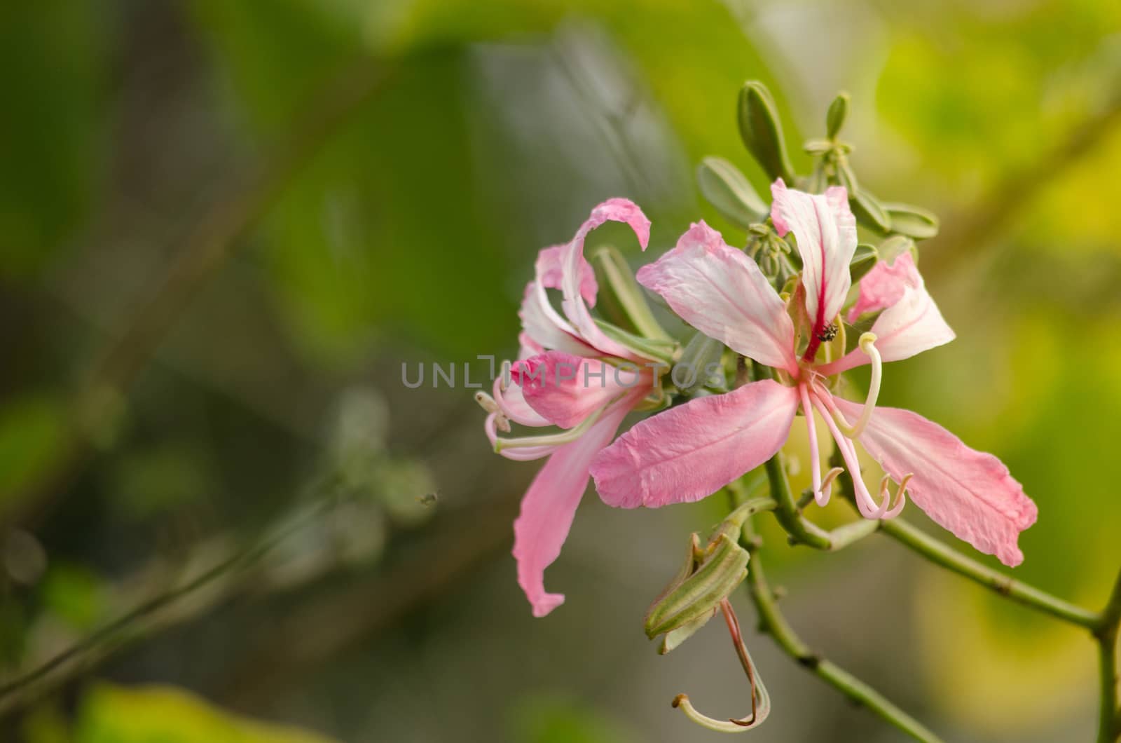 Purple orchid tree is closely related to peacock flower  and  most beautiful, the royal poinciana