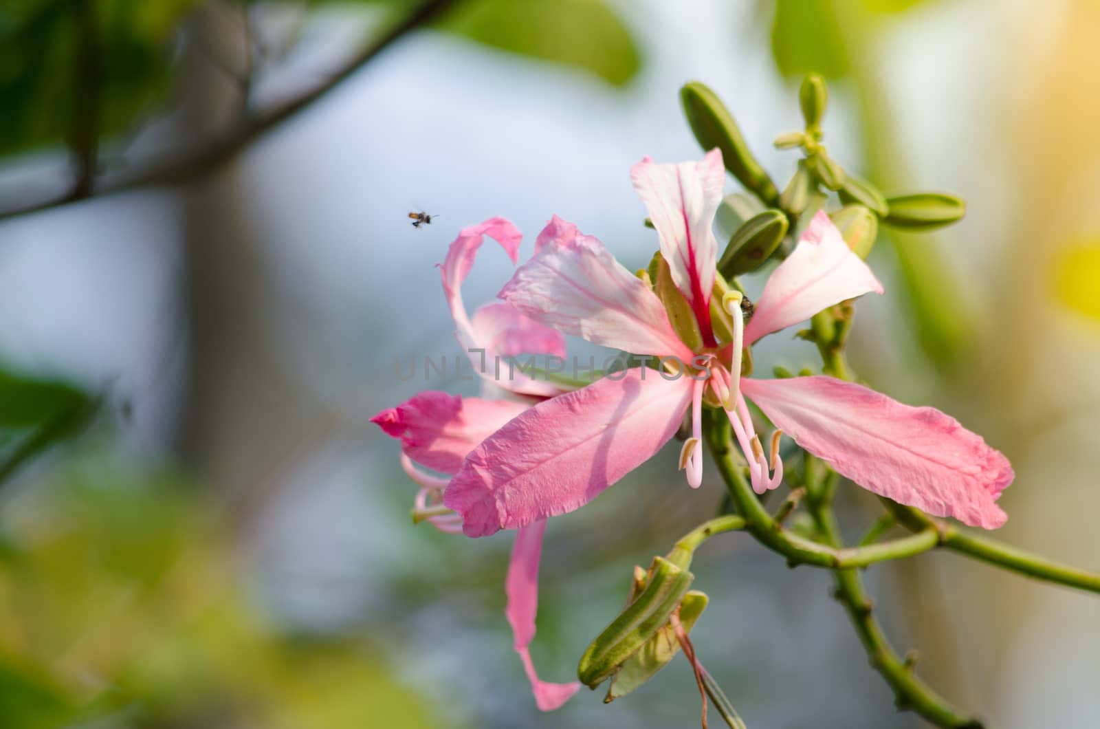 Purple orchid tree is closely related to peacock flower  and  most beautiful, the royal poinciana