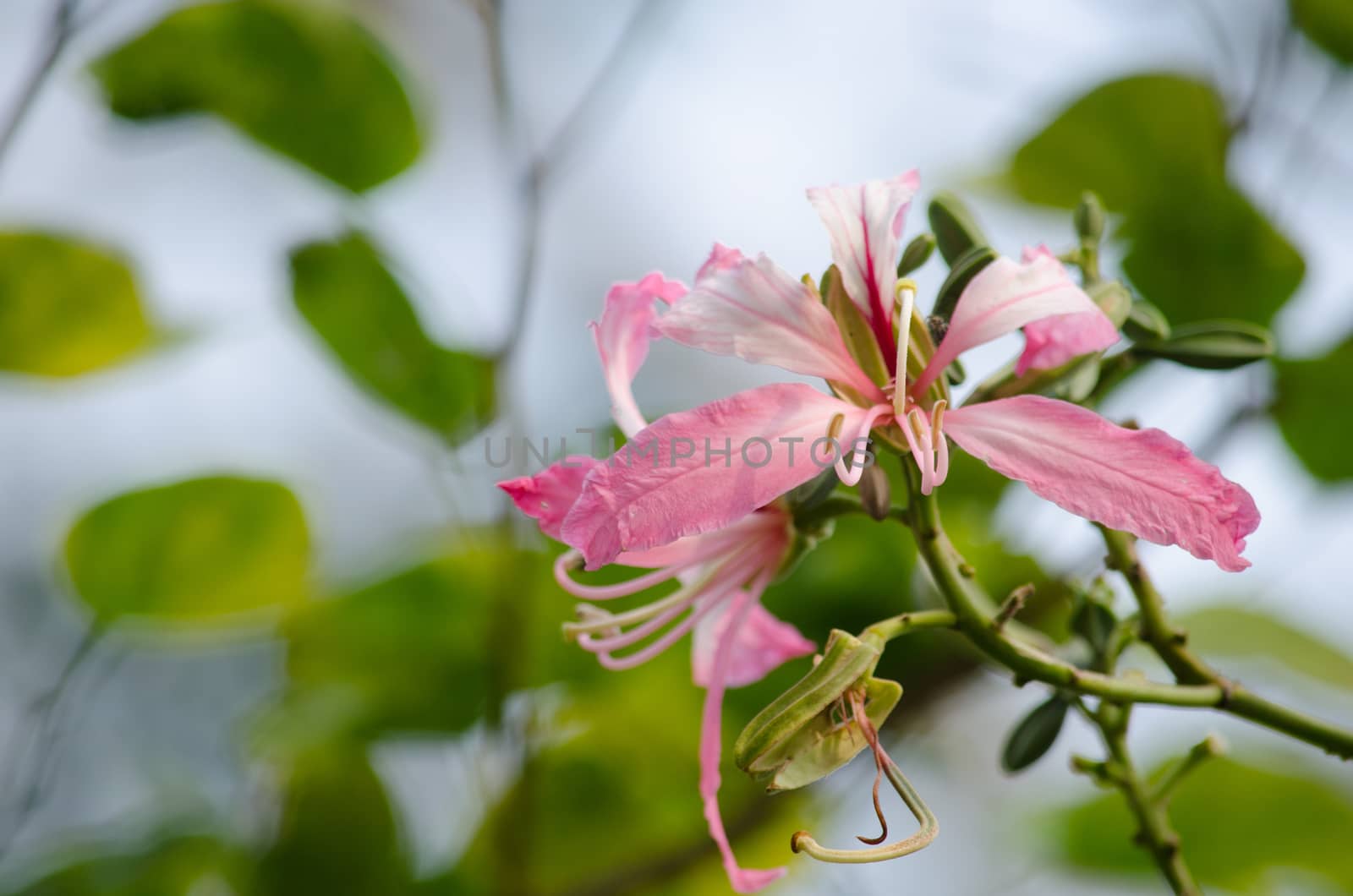 Purple orchid tree is closely related to peacock flower  and  most beautiful, the royal poinciana