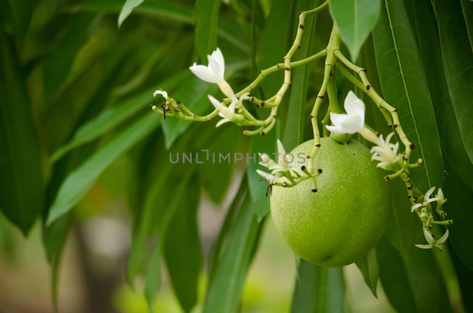 Cerbera odollam Gaertn is a dicotyledonous angiosperm, and commonly known as the suicide tree, pong-pong, and othalanga.