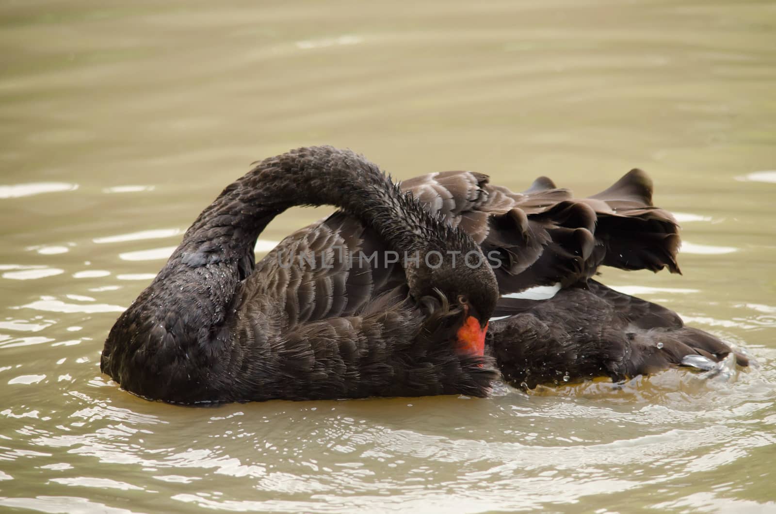 Cygnus atratus is a large waterbird with mostly black plumage and red bills.