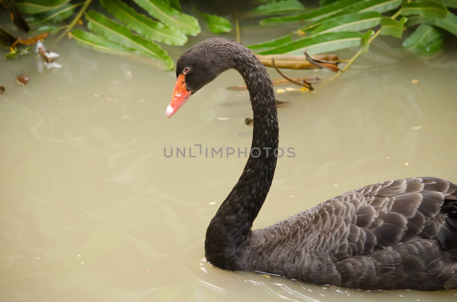 Cygnus atratus is a large waterbird with mostly black plumage and red bills.