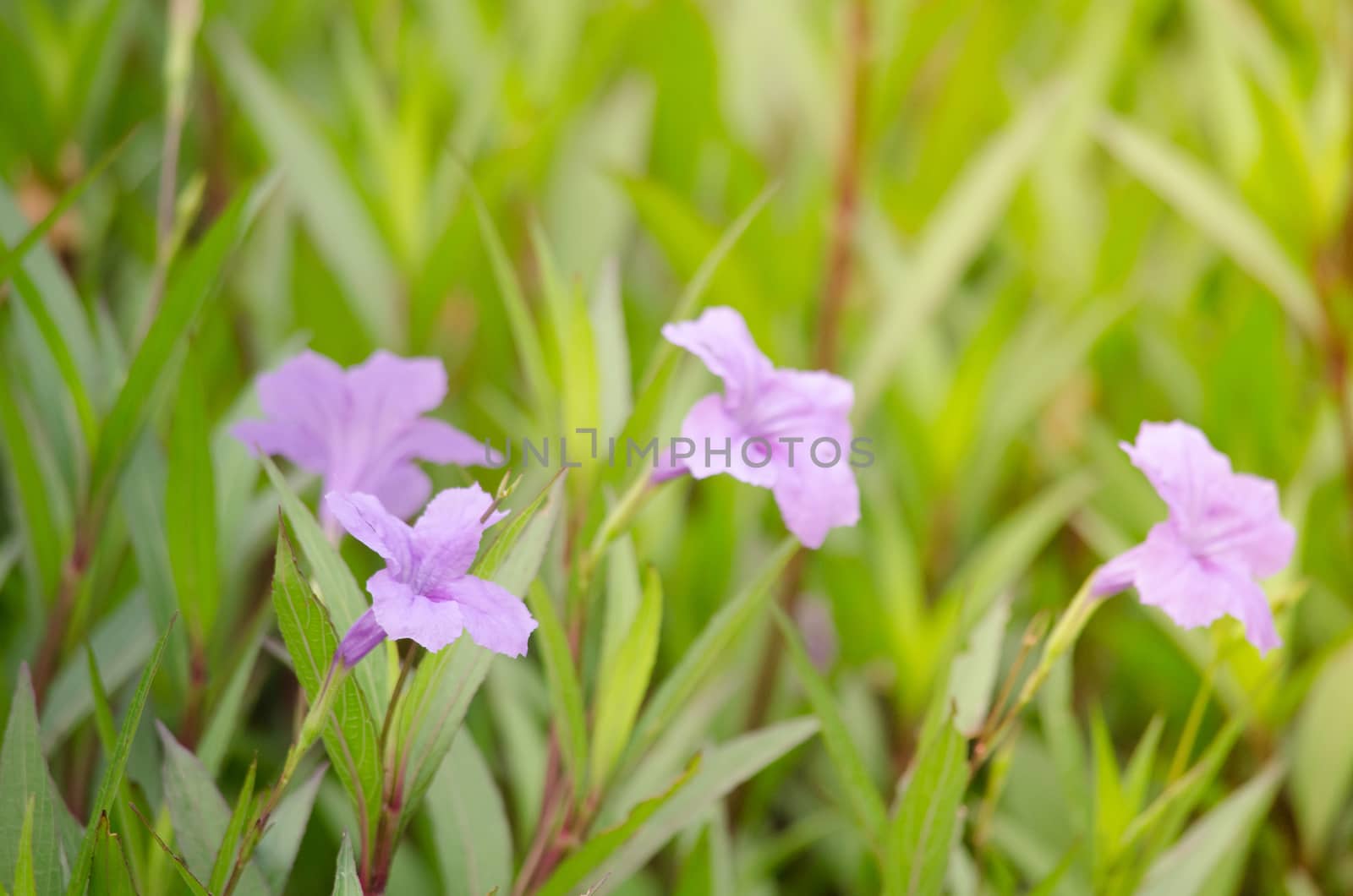 Ruellia squarrosa plant sink pots to the rim at the edge of ponds or water gardens.