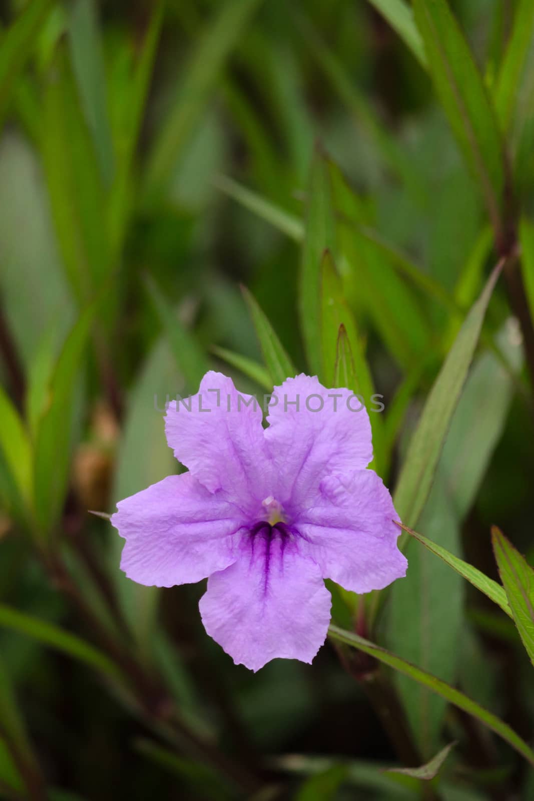 Ruellia squarrosa plant sink pots to the rim at the edge of ponds or water gardens.