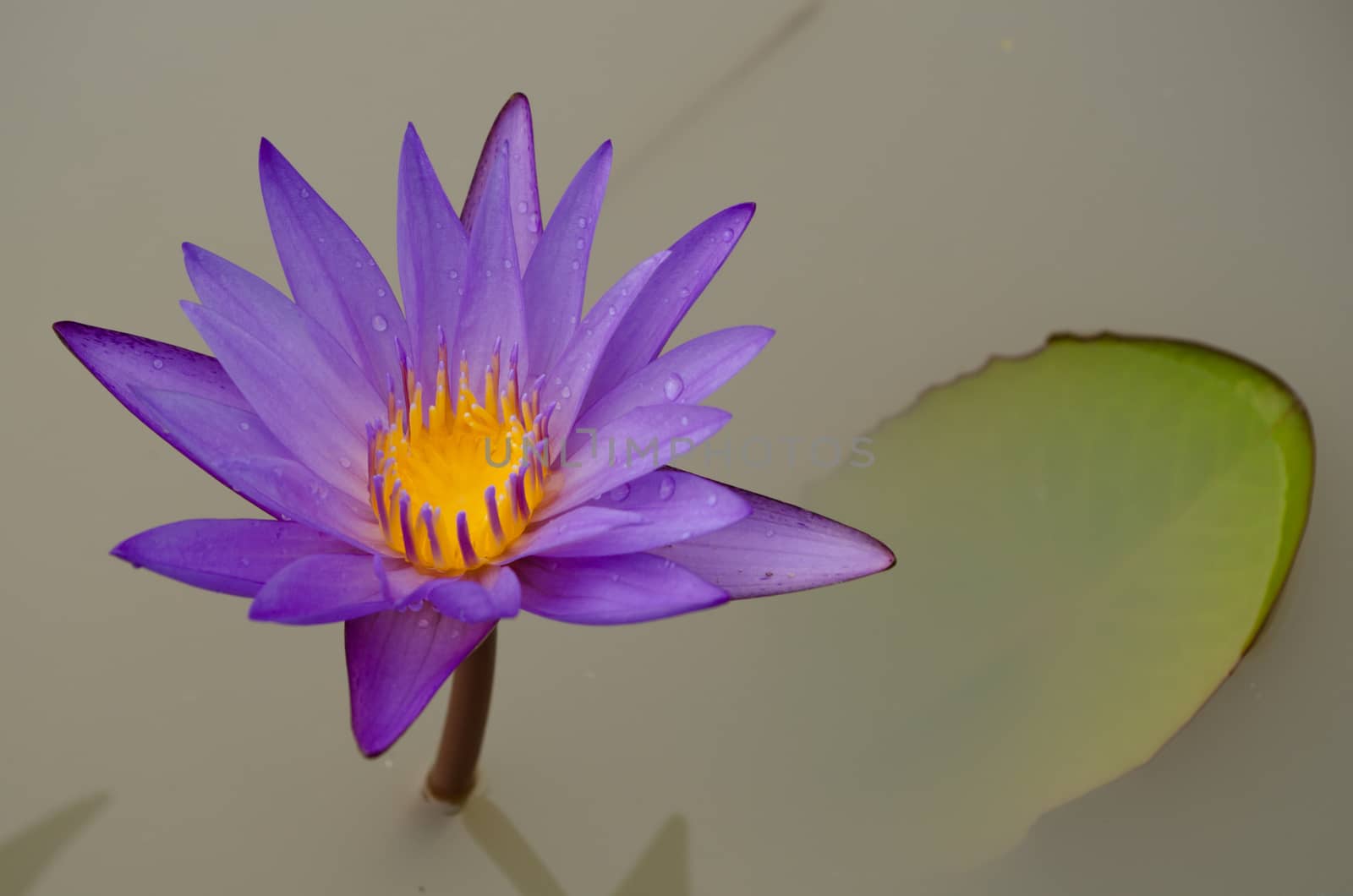 Lotus Flower is one of two extant species of aquatic plant in the family Nelumbonaceae.