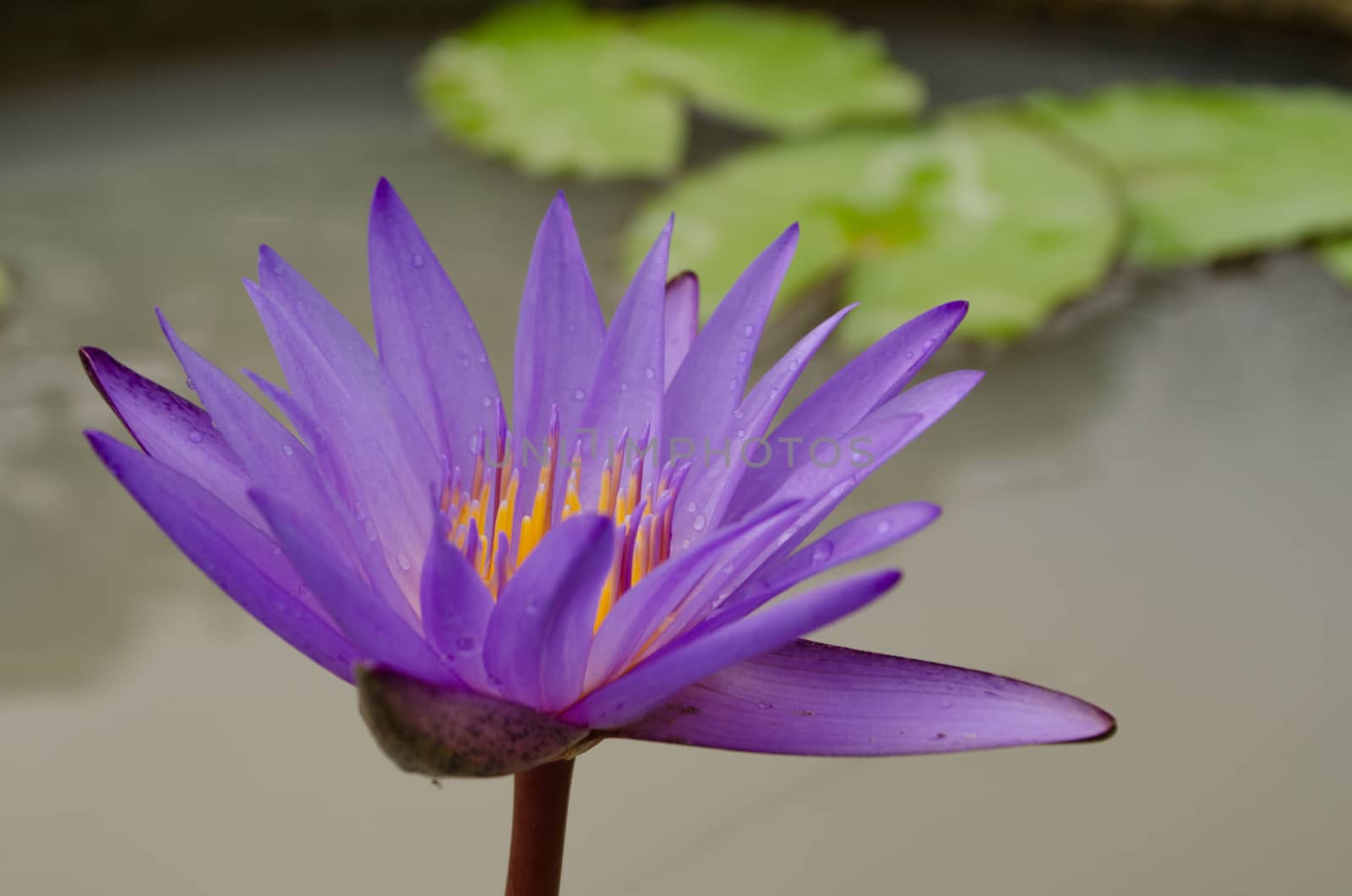 Lotus Flower is one of two extant species of aquatic plant in the family Nelumbonaceae.