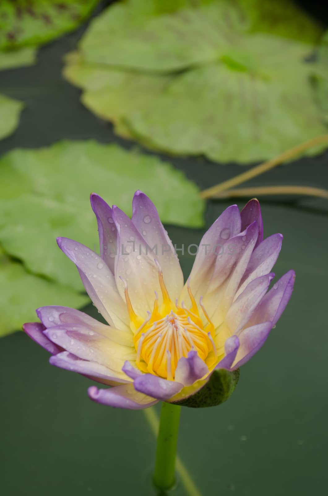 Lotus Flower is one of two extant species of aquatic plant in the family Nelumbonaceae.