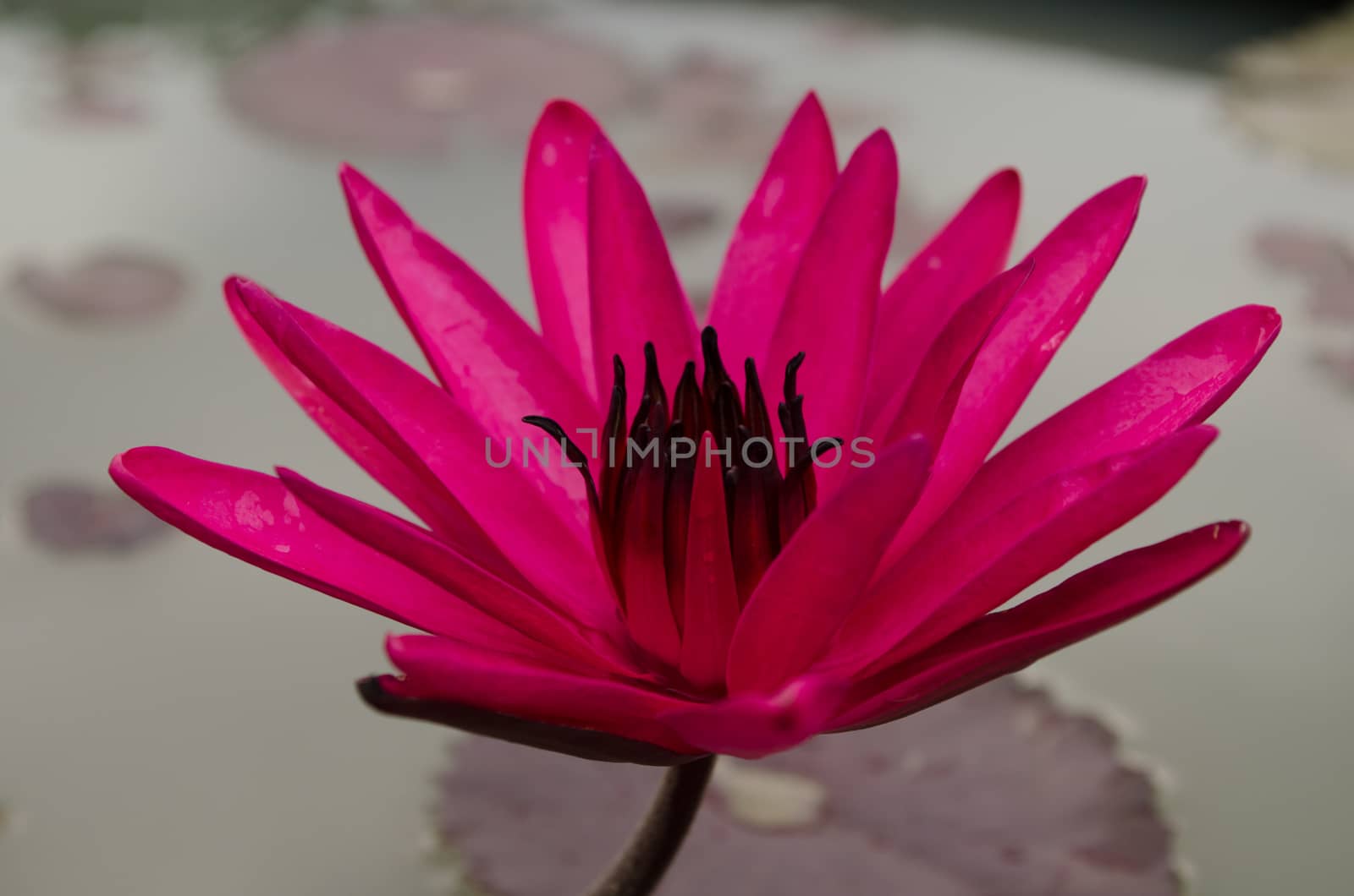 Lotus Flower is one of two extant species of aquatic plant in the family Nelumbonaceae.