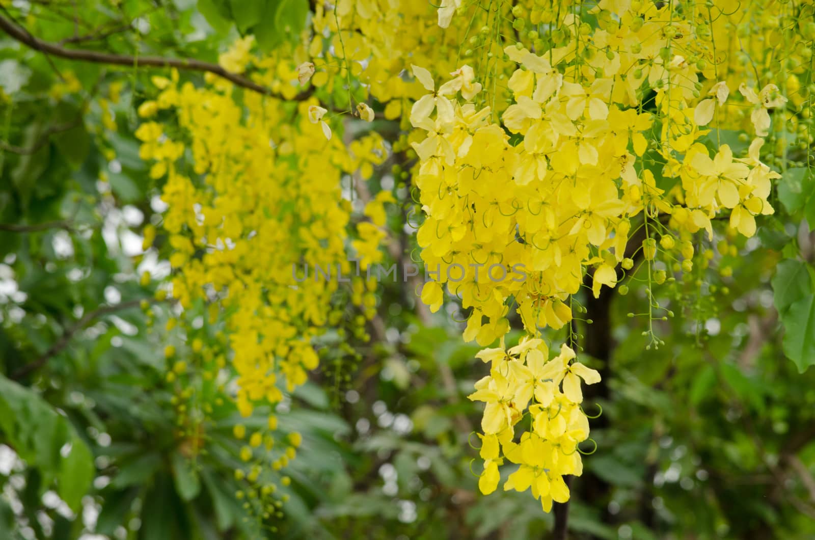 Cassia fistula  is the national tree of Thailand, and its flower is Thailand's national flower.It blooms in late spring. Flowering is profuse, with trees being covered with yellow flowers,