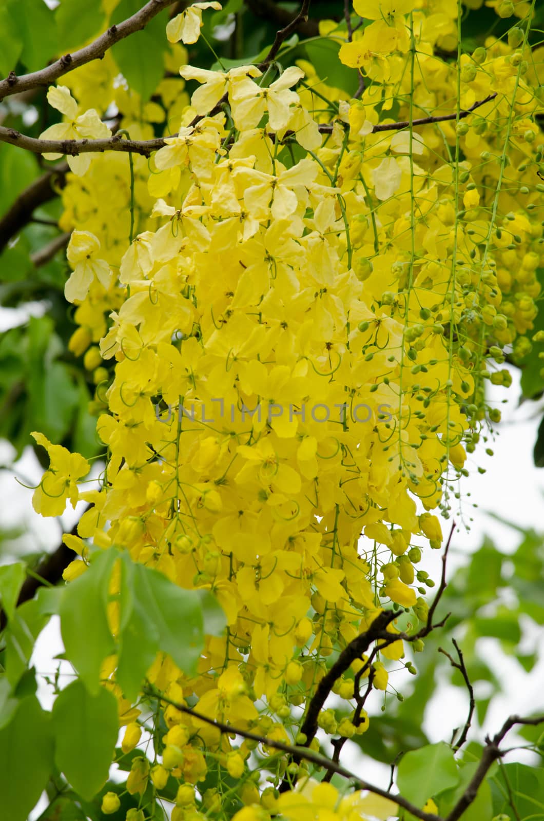 Cassia fistula  is the national tree of Thailand, and its flower is Thailand's national flower.It blooms in late spring. Flowering is profuse, with trees being covered with yellow flowers,