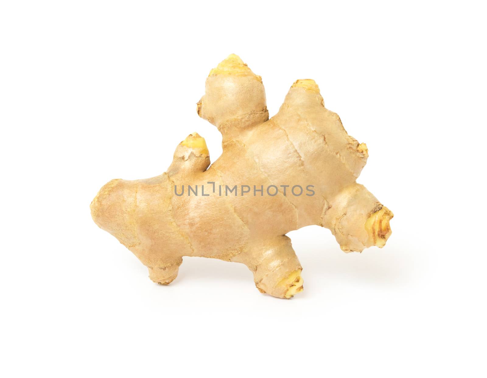 Fresh ginger isolated on white background with clipping path