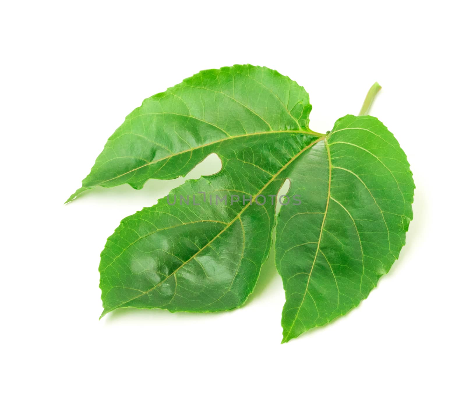 Green leaves of passion fruit on white background