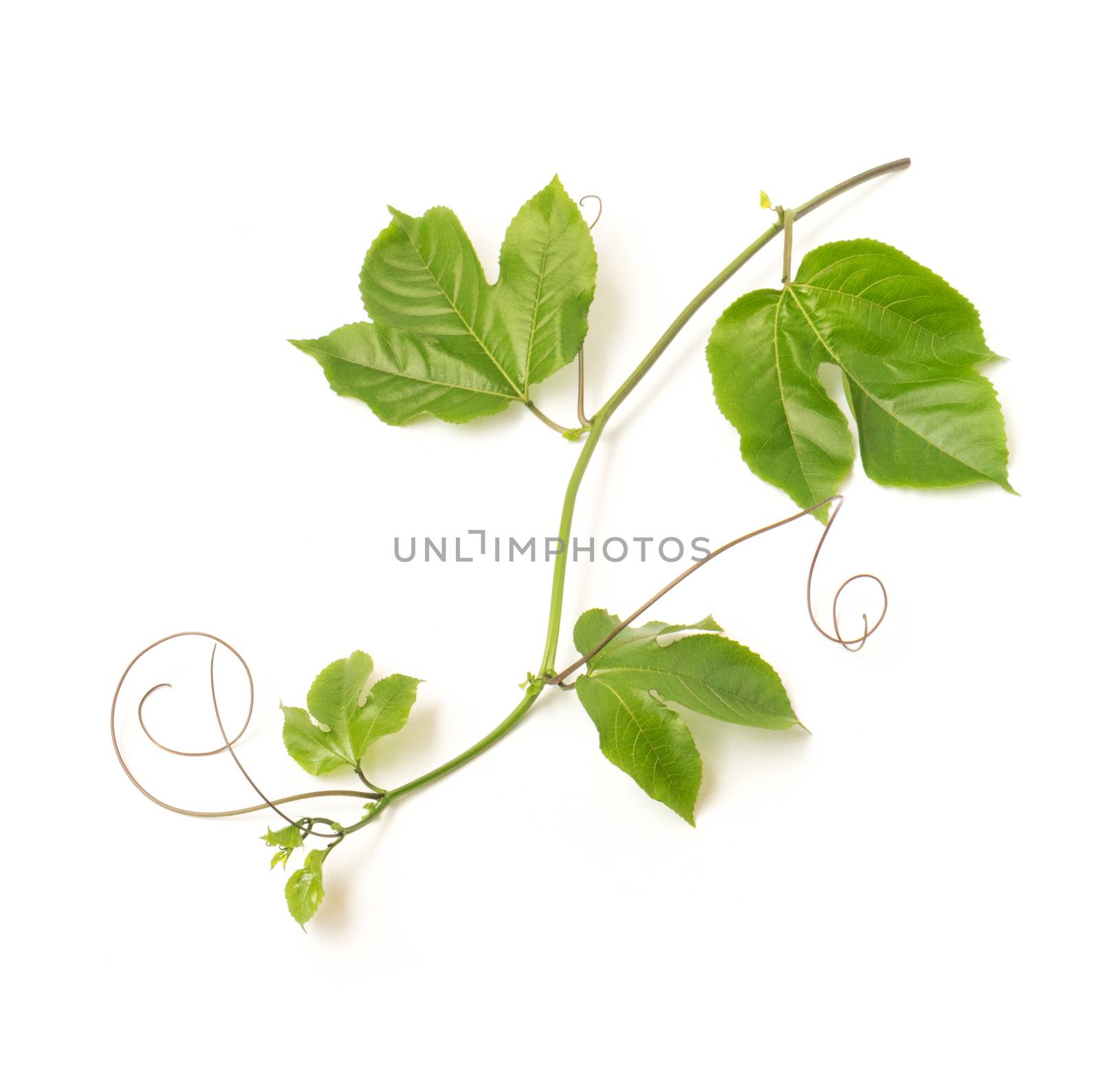 Green leaves and brace of passion fruit on white background by pt.pongsak@gmail.com