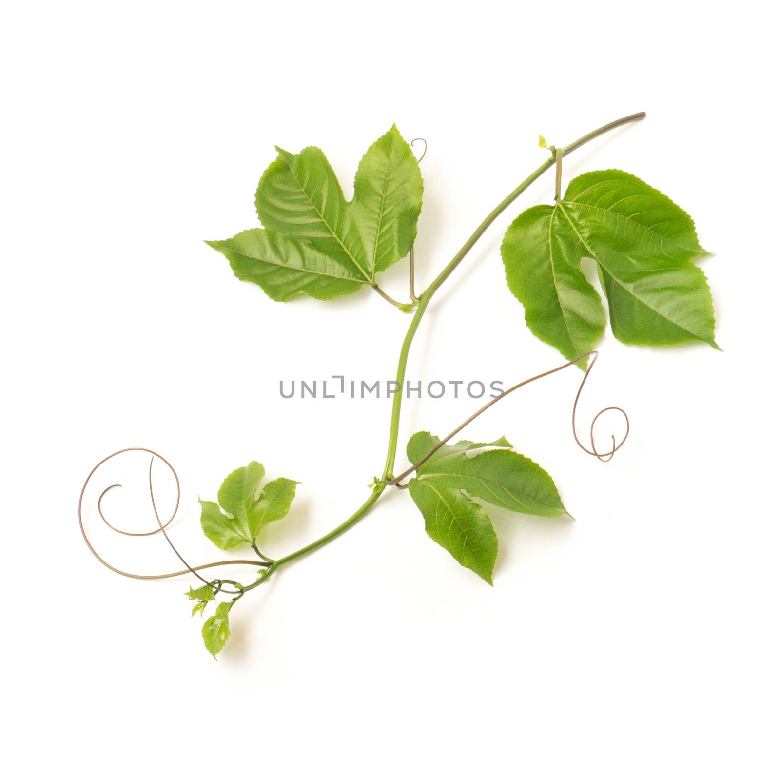 Green leaves and brace of passion fruit on white background