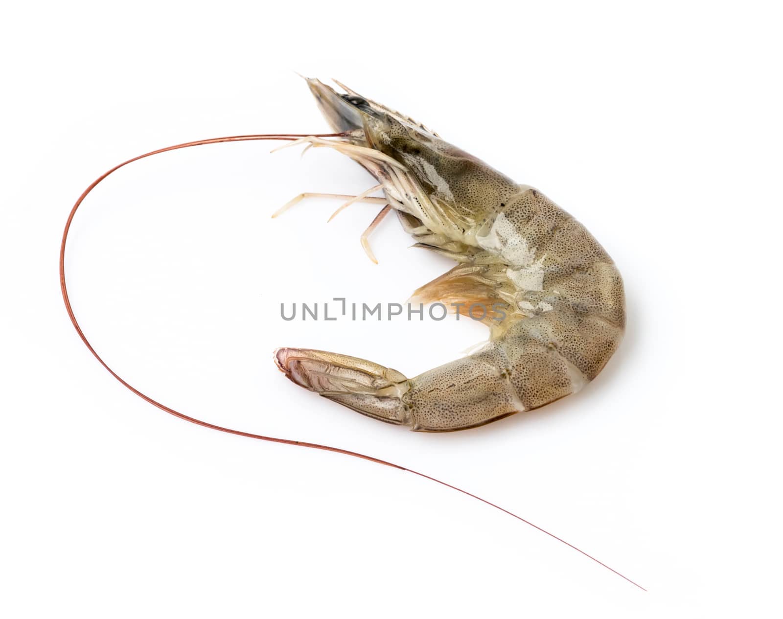 Fresh shrimp on white background, raw food concept