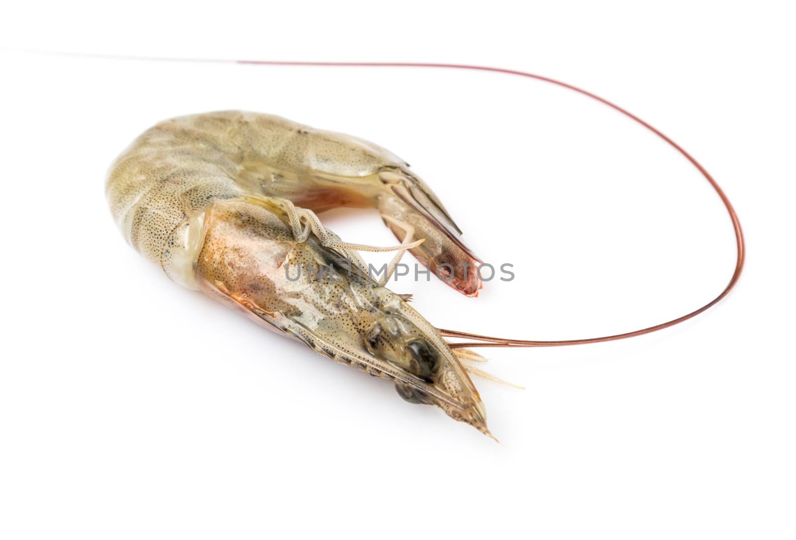 Fresh shrimp on white background, raw food concept by pt.pongsak@gmail.com