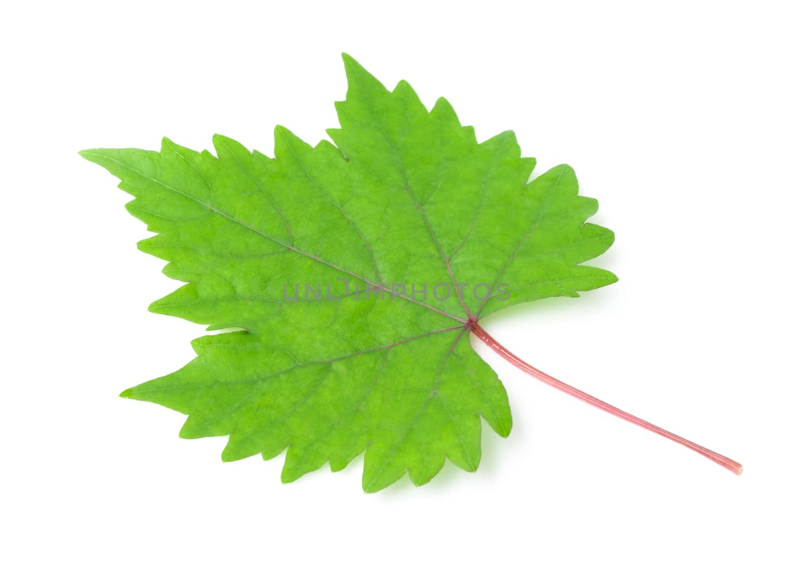 Grape leaves on white background